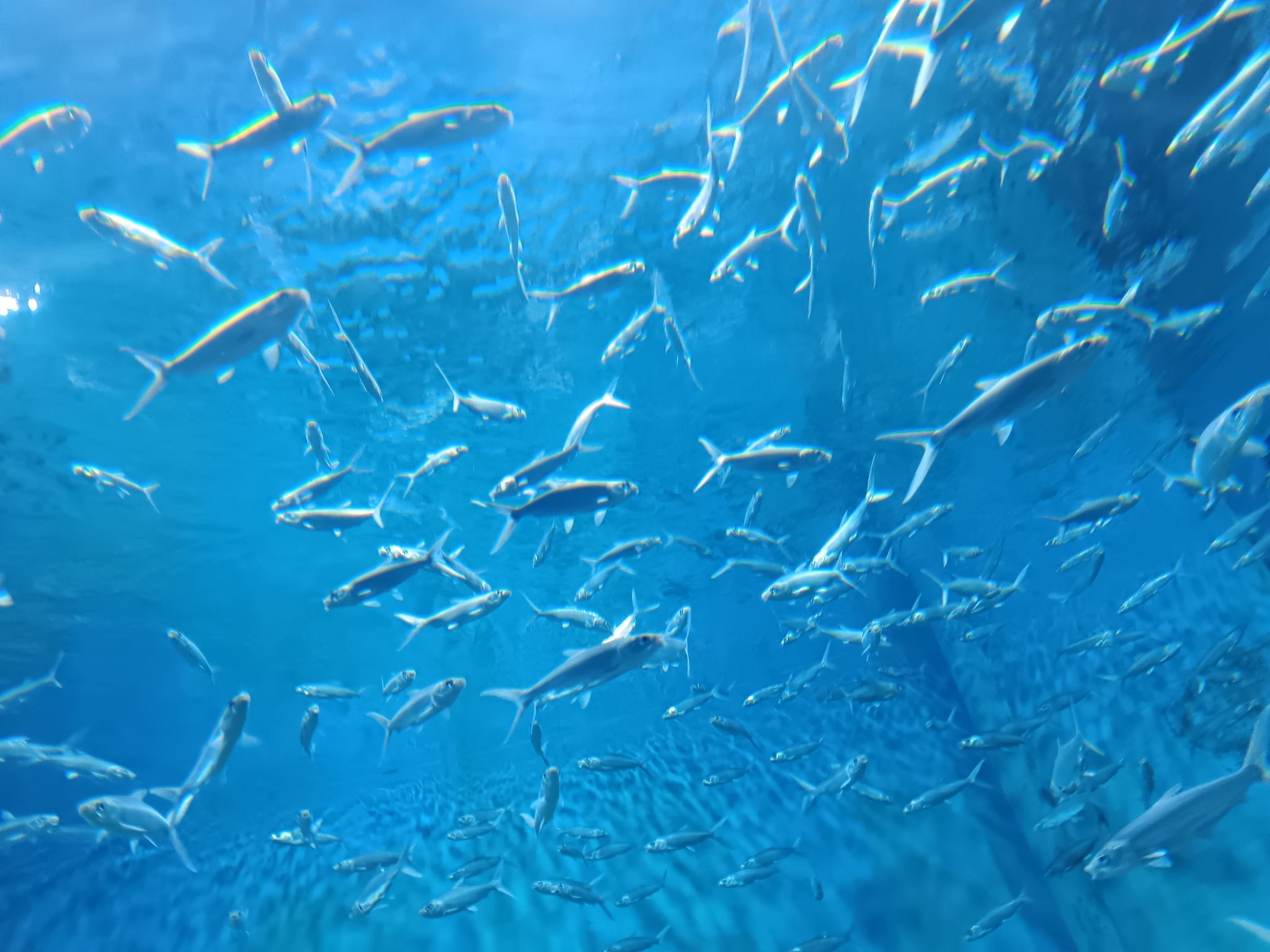 湖口县水族馆旅行图片 3