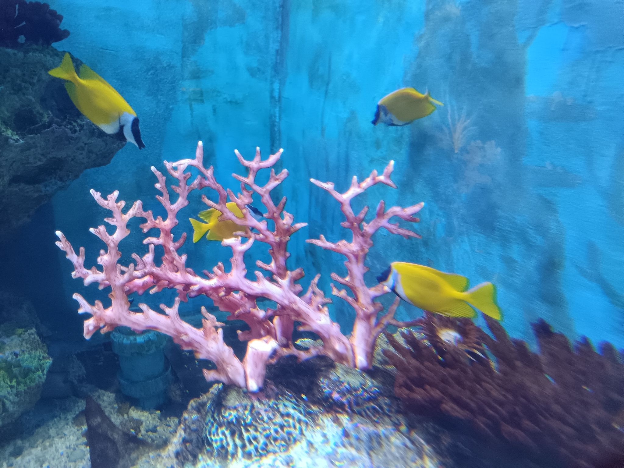 湖口县水族馆旅行图片 2