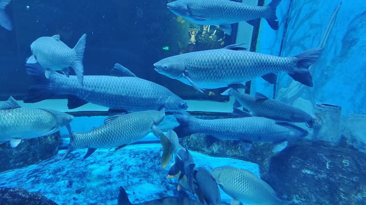 湖口县水族馆旅行图片 1