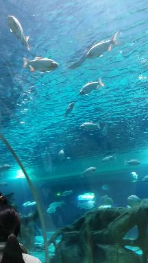 沭阳海洋馆(建设中)旅行图片 2