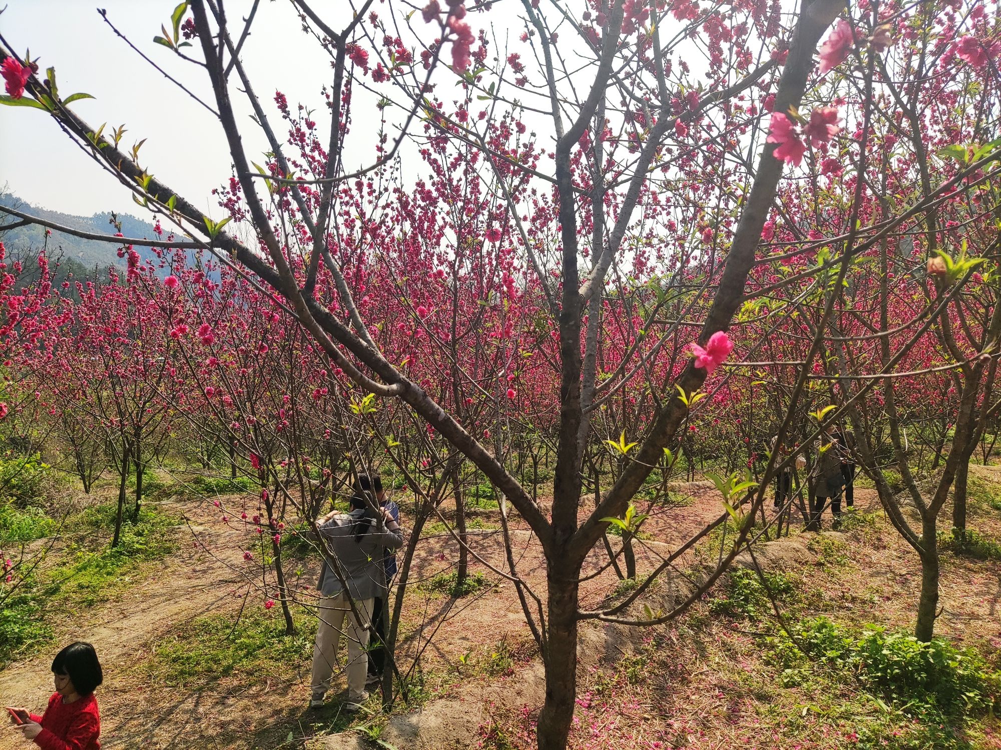 佛荔花海休闲旅游区旅行图片 3