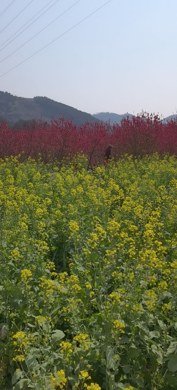 佛荔花海休闲旅游区旅行图片 1
