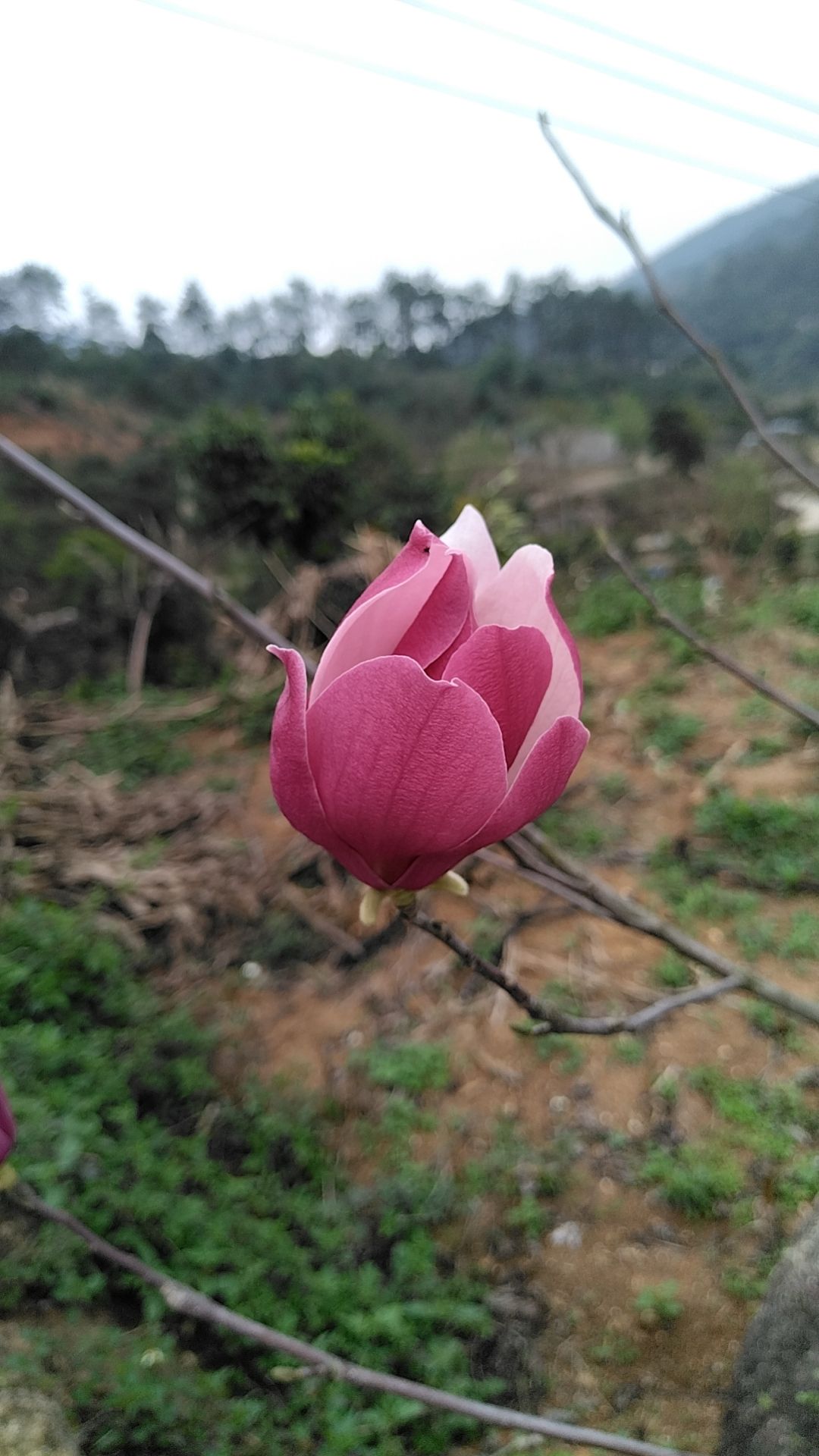 佛荔花海休闲旅游区旅行图片 2