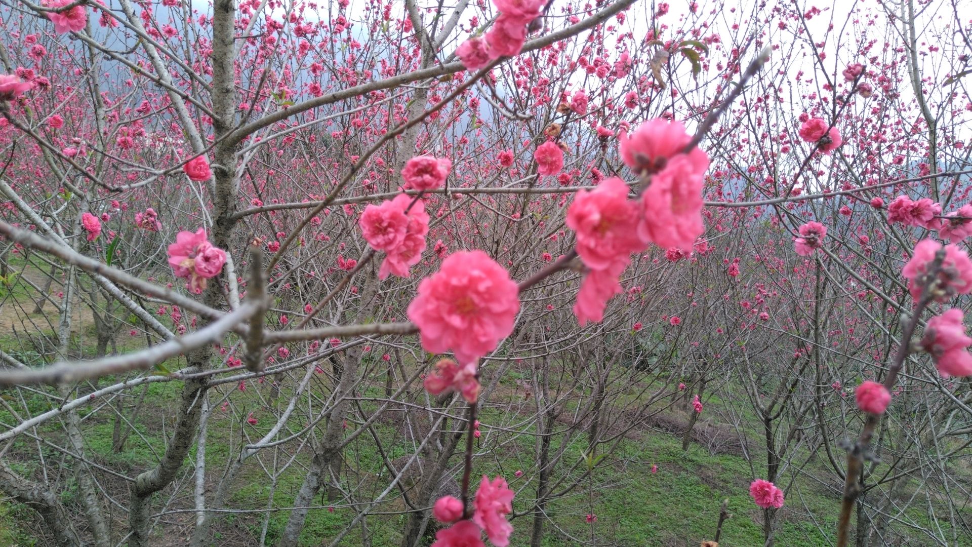 佛荔花海休闲旅游区旅行图片 1