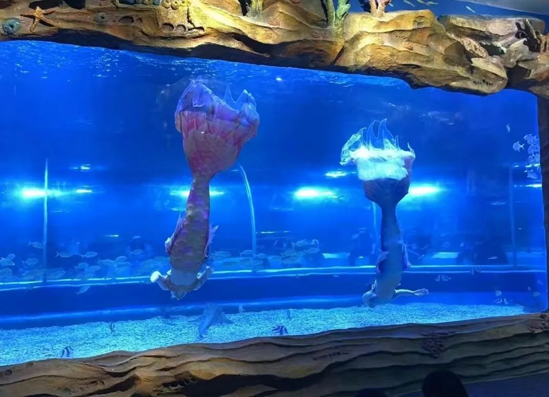 自贡海洋世界旅行图片 2