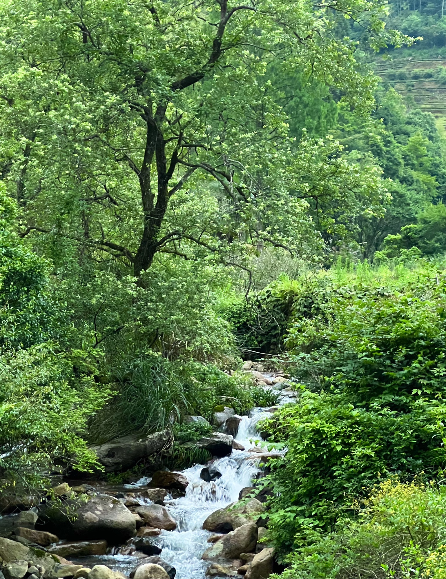 张山头红军墓群旅行图片 3