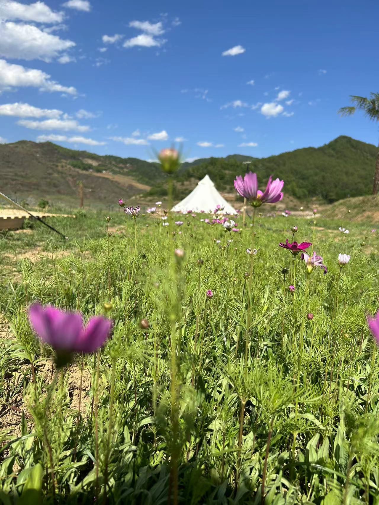 黔西市大渡桥奢位露营基地