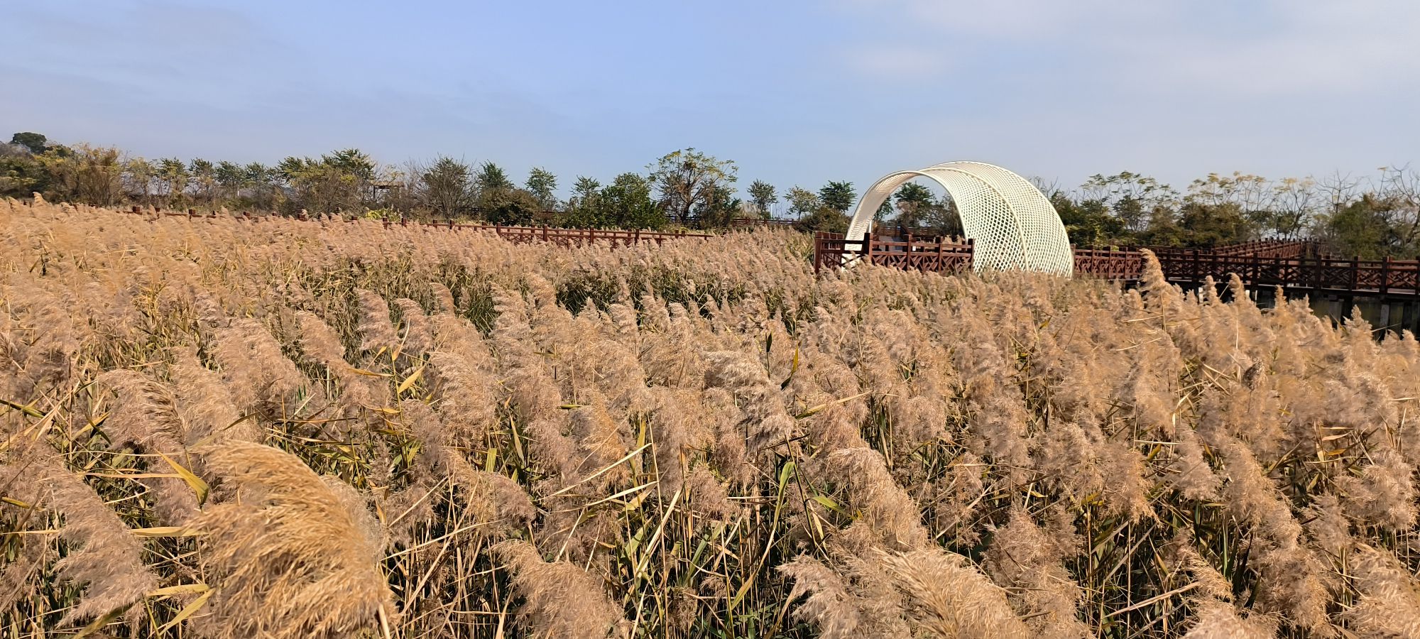 高螺湿地公园旅行图片 3
