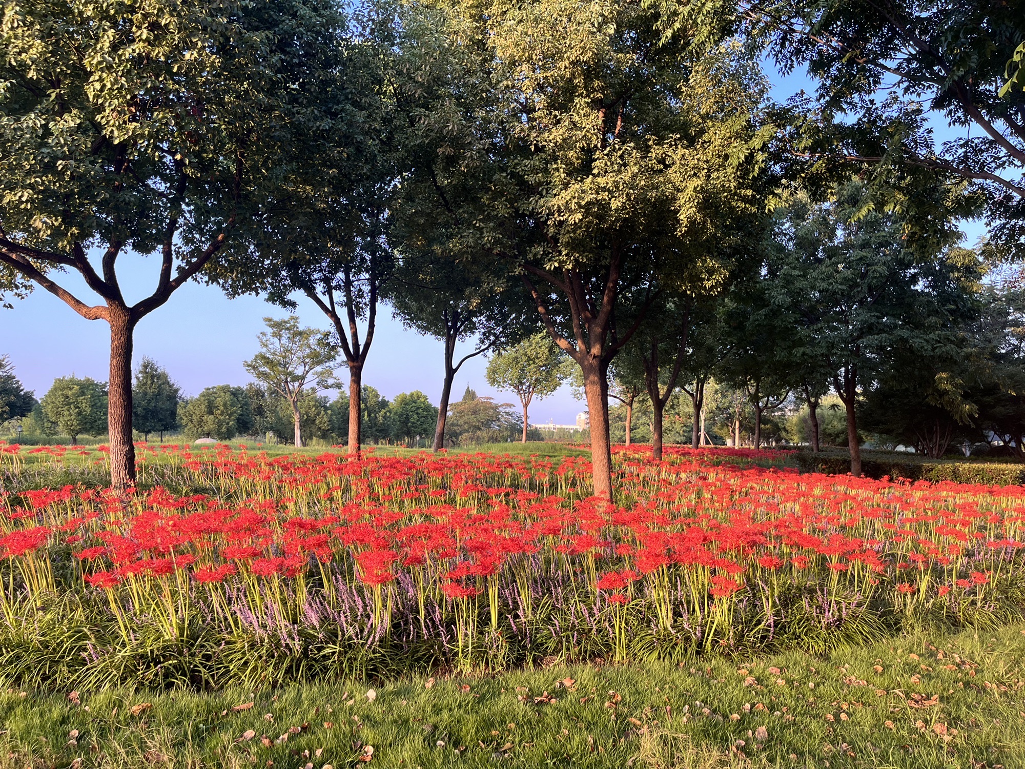 茉莉花体育公园旅行图片 3
