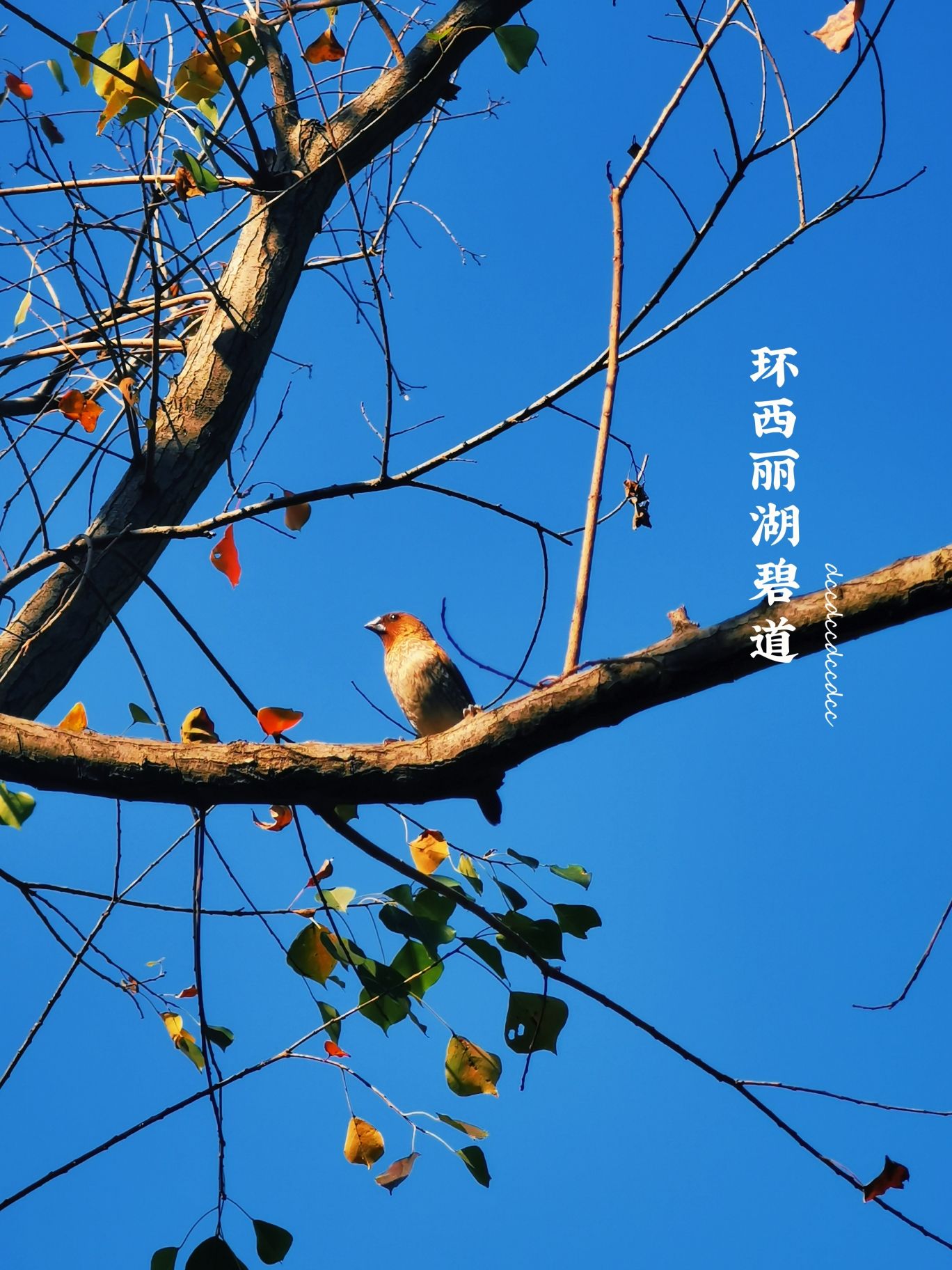 环西丽湖碧道旅行图片 3