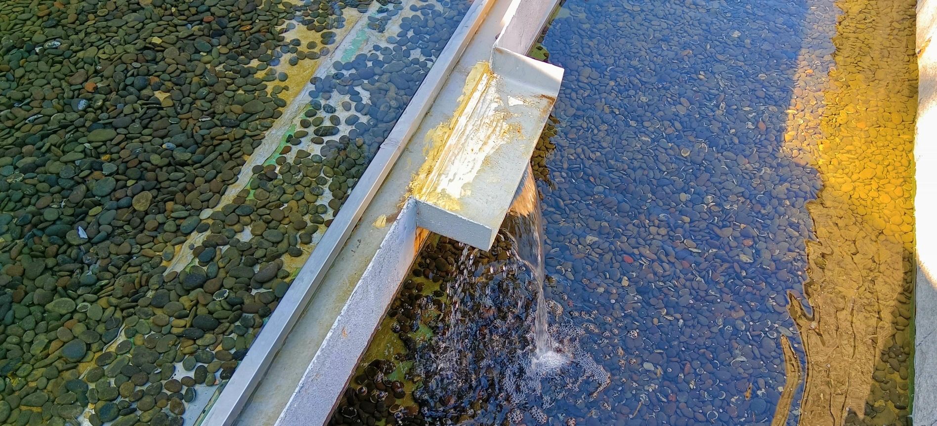 环西丽湖碧道旅行图片 3