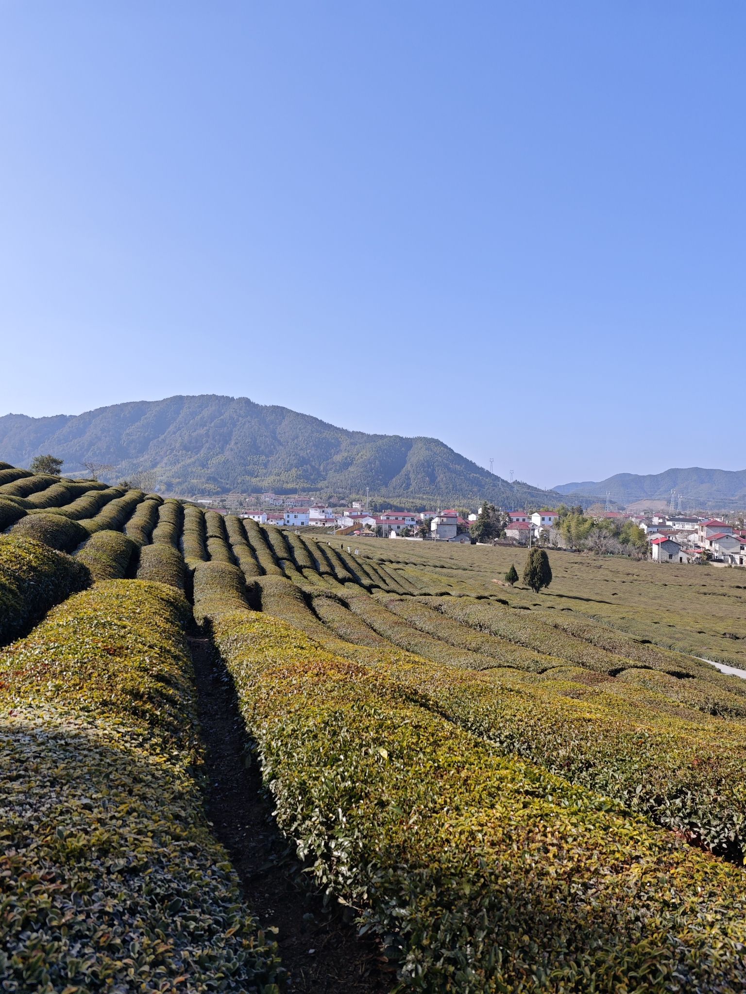 大地之灯旅行图片 2
