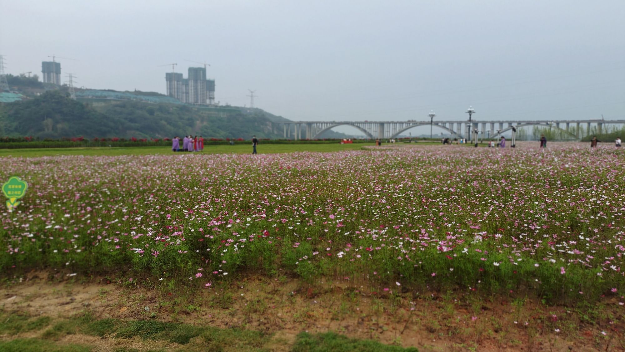 岷江花海旅行图片 3