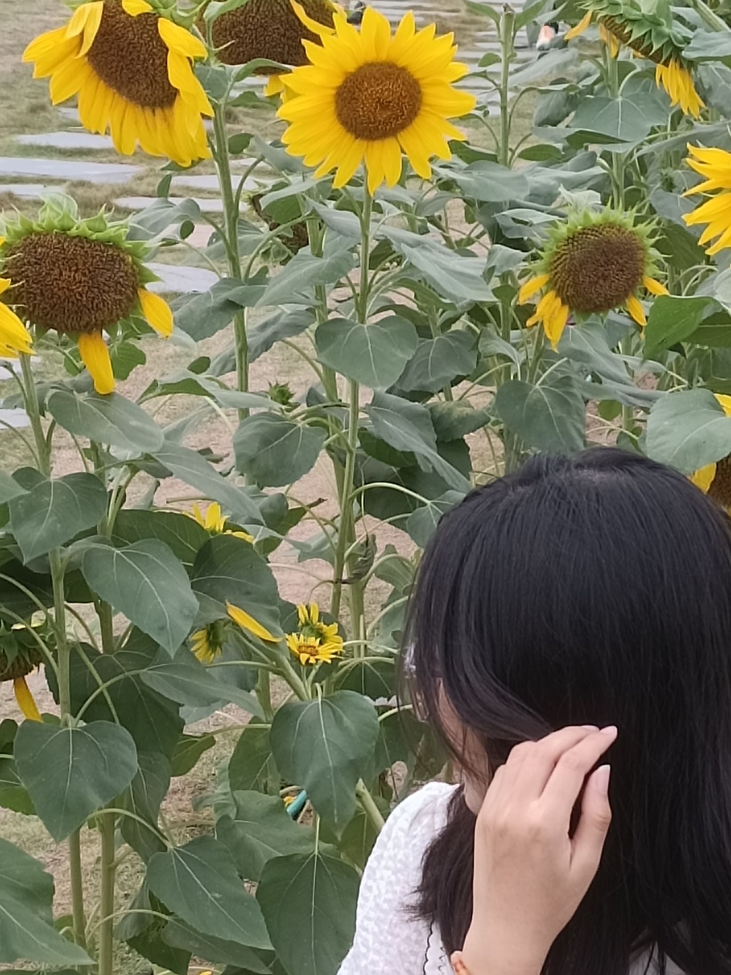 岷江花海旅行图片 2