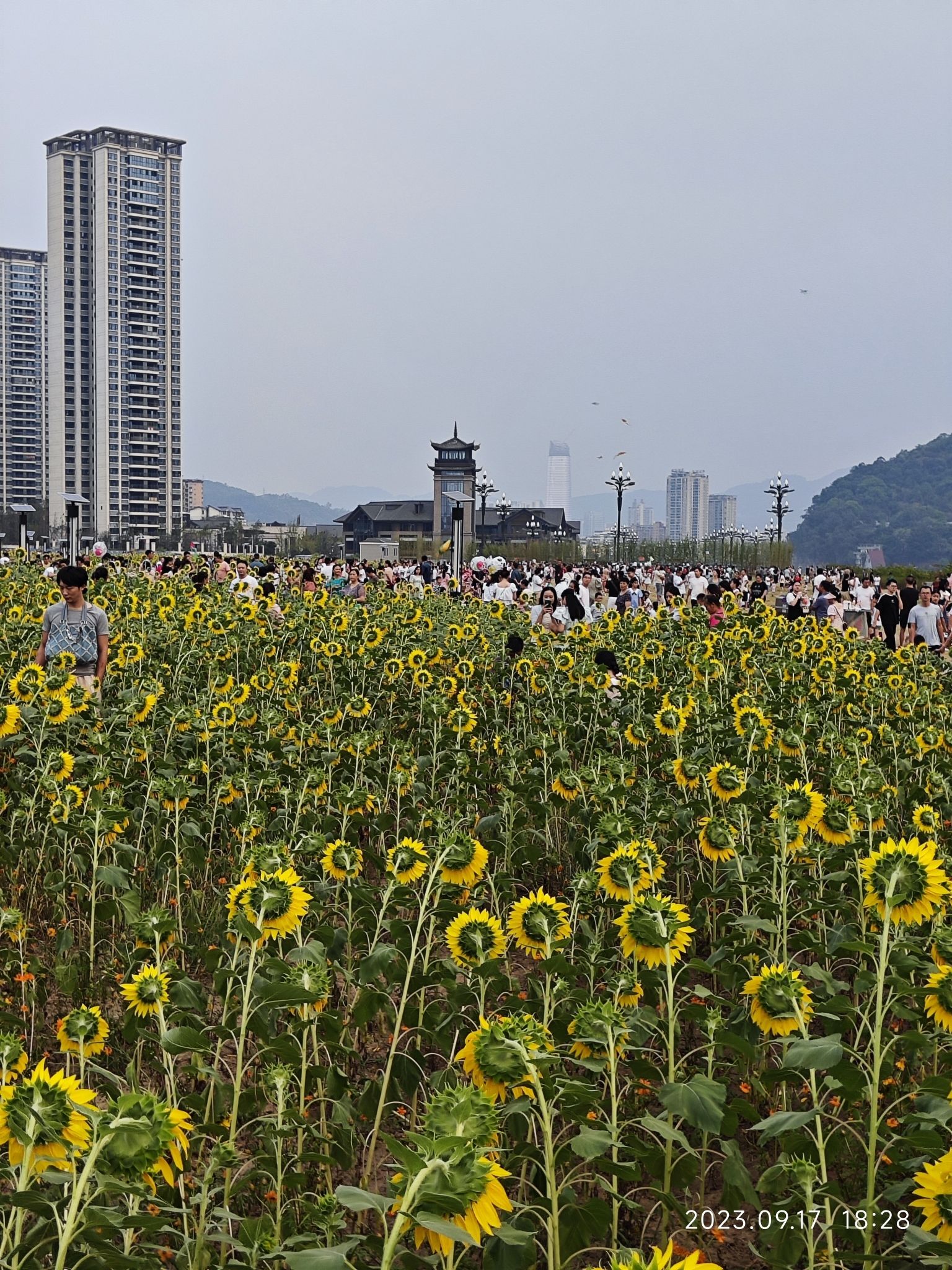 岷江花海旅行图片 2