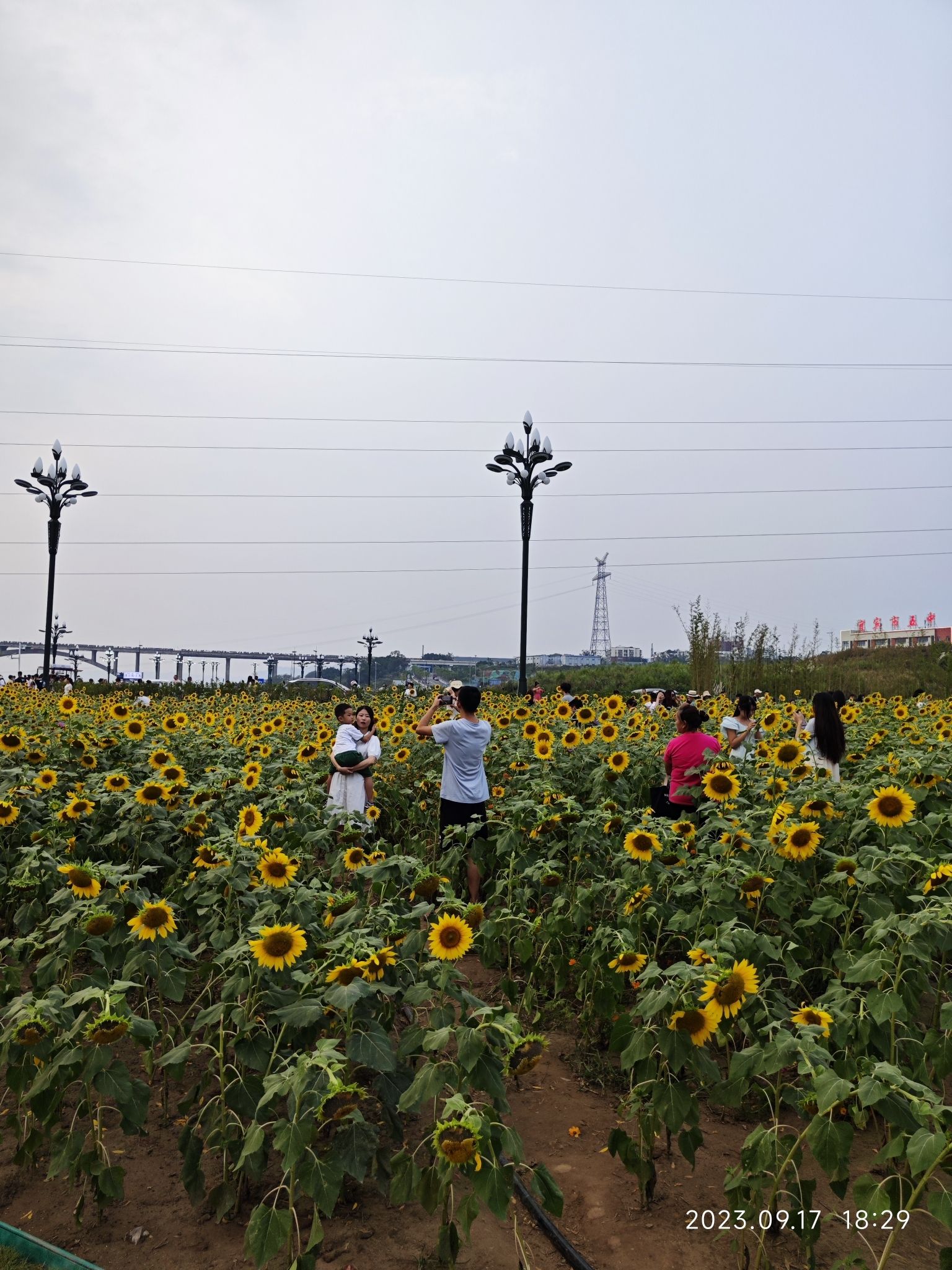 岷江花海旅行图片 3