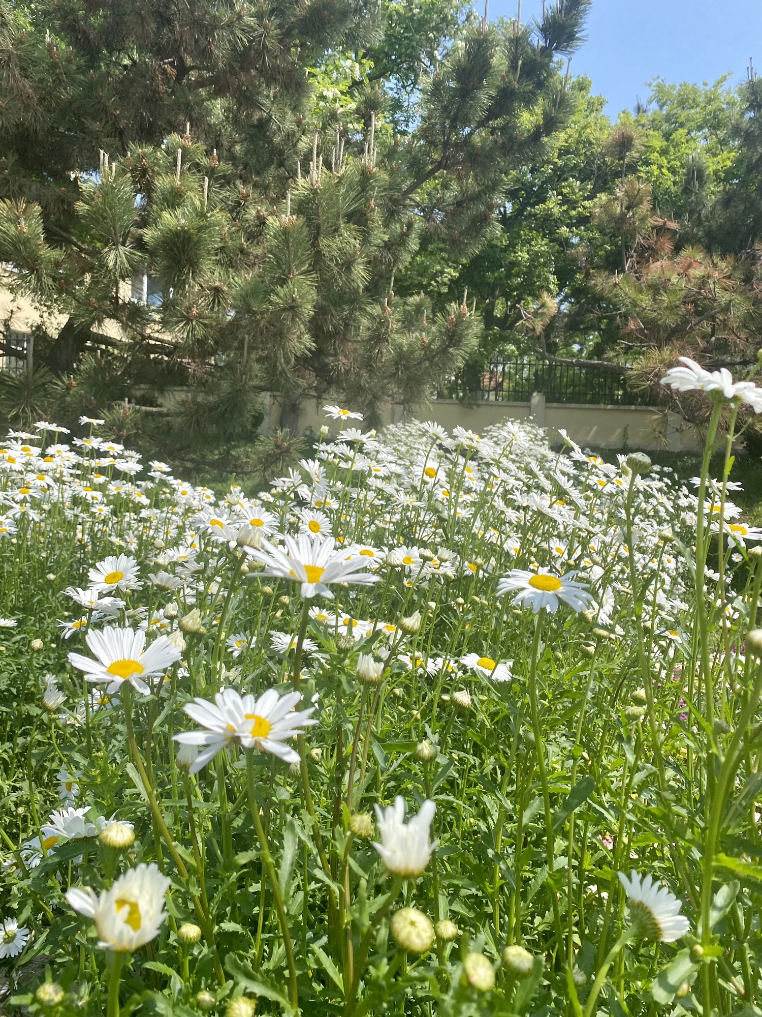 青小园海遇园旅行图片 1