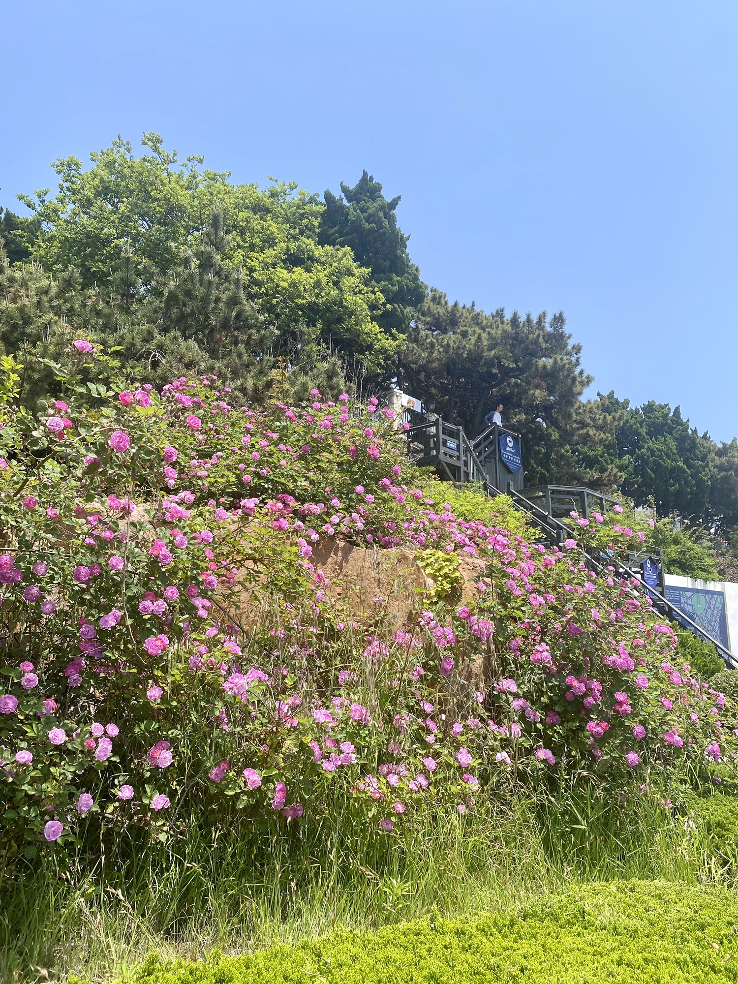 青小园海遇园旅行图片 3