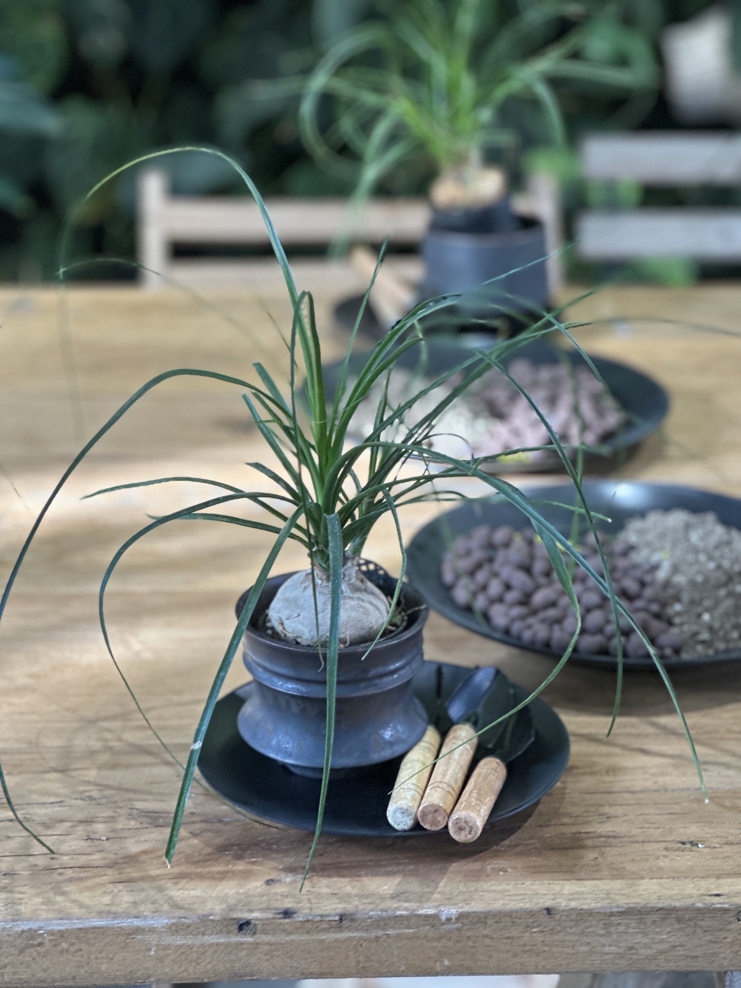 荒野植物园旅行图片 1