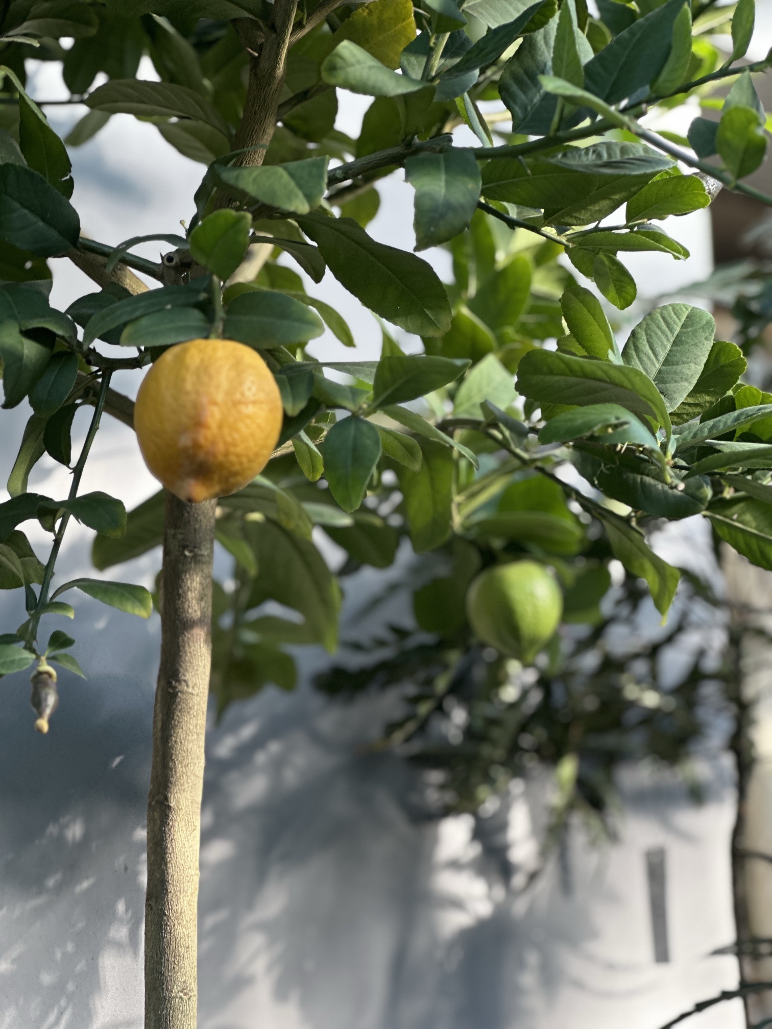 荒野植物园旅行图片 2