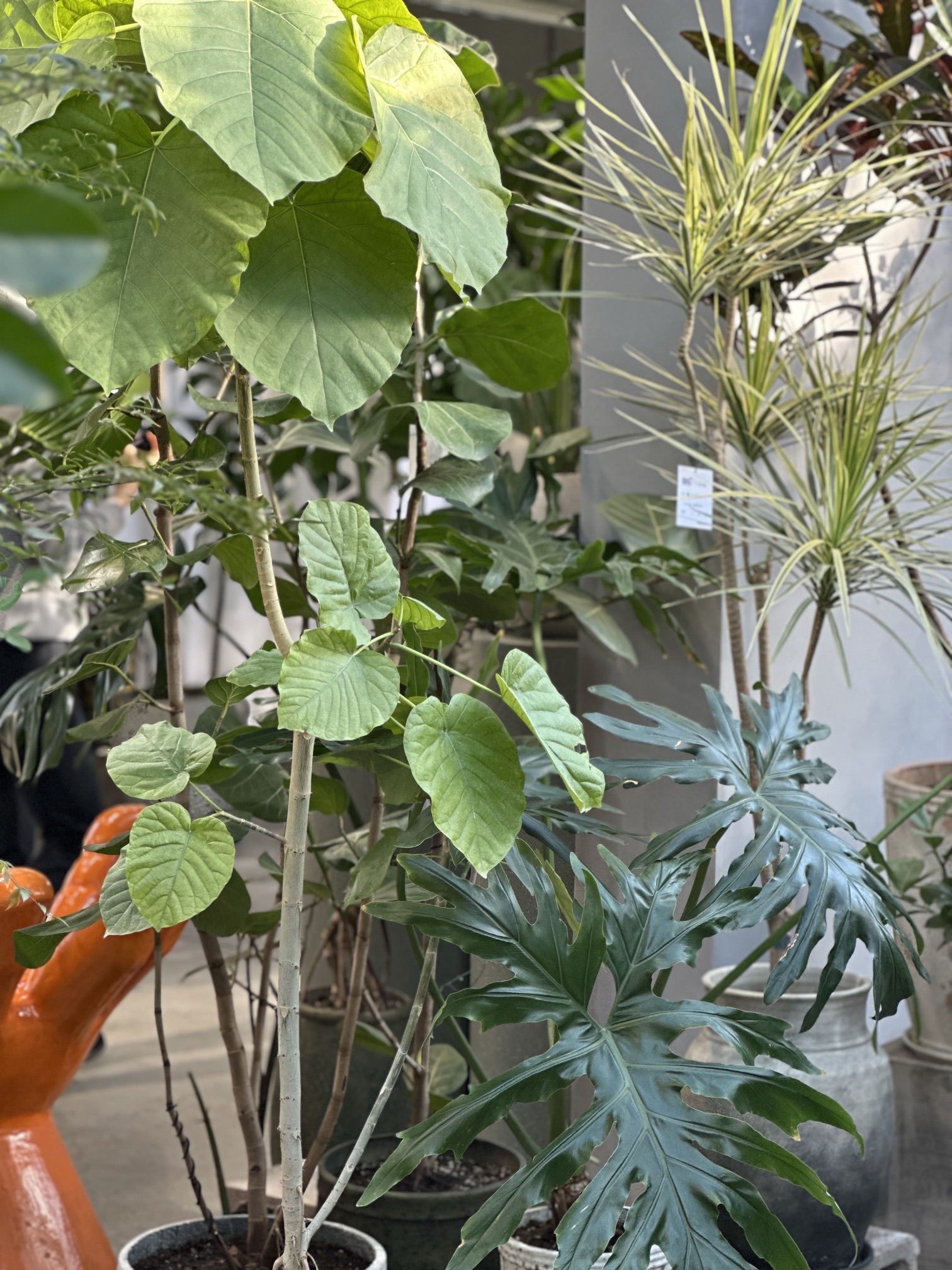 荒野植物园旅行图片 3