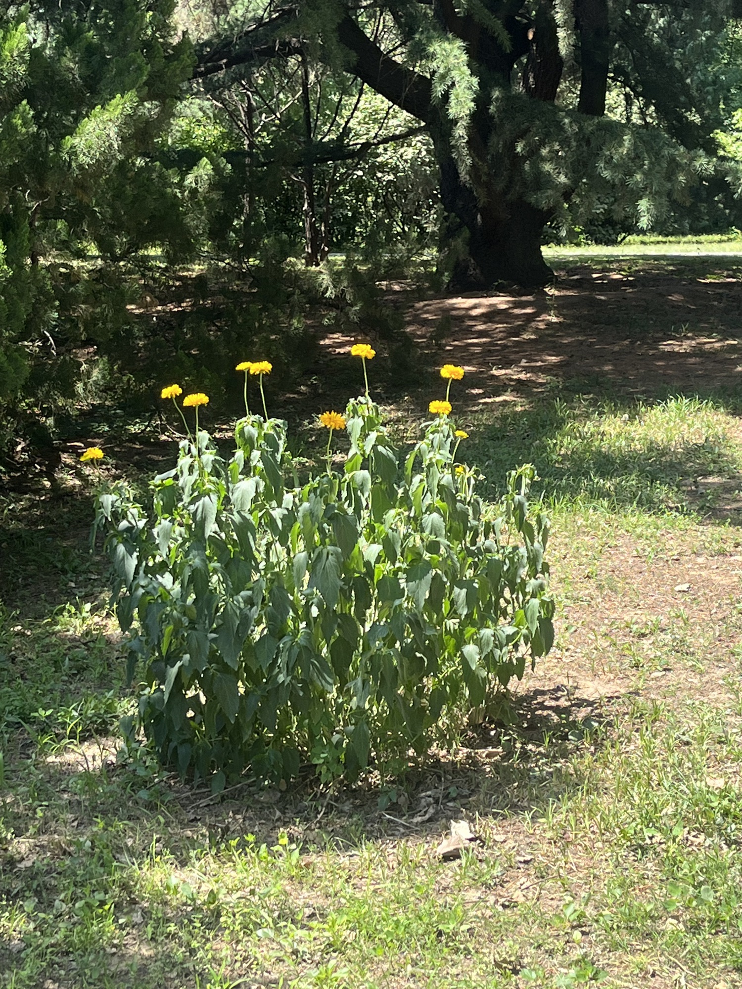 荒野植物园旅行图片 2