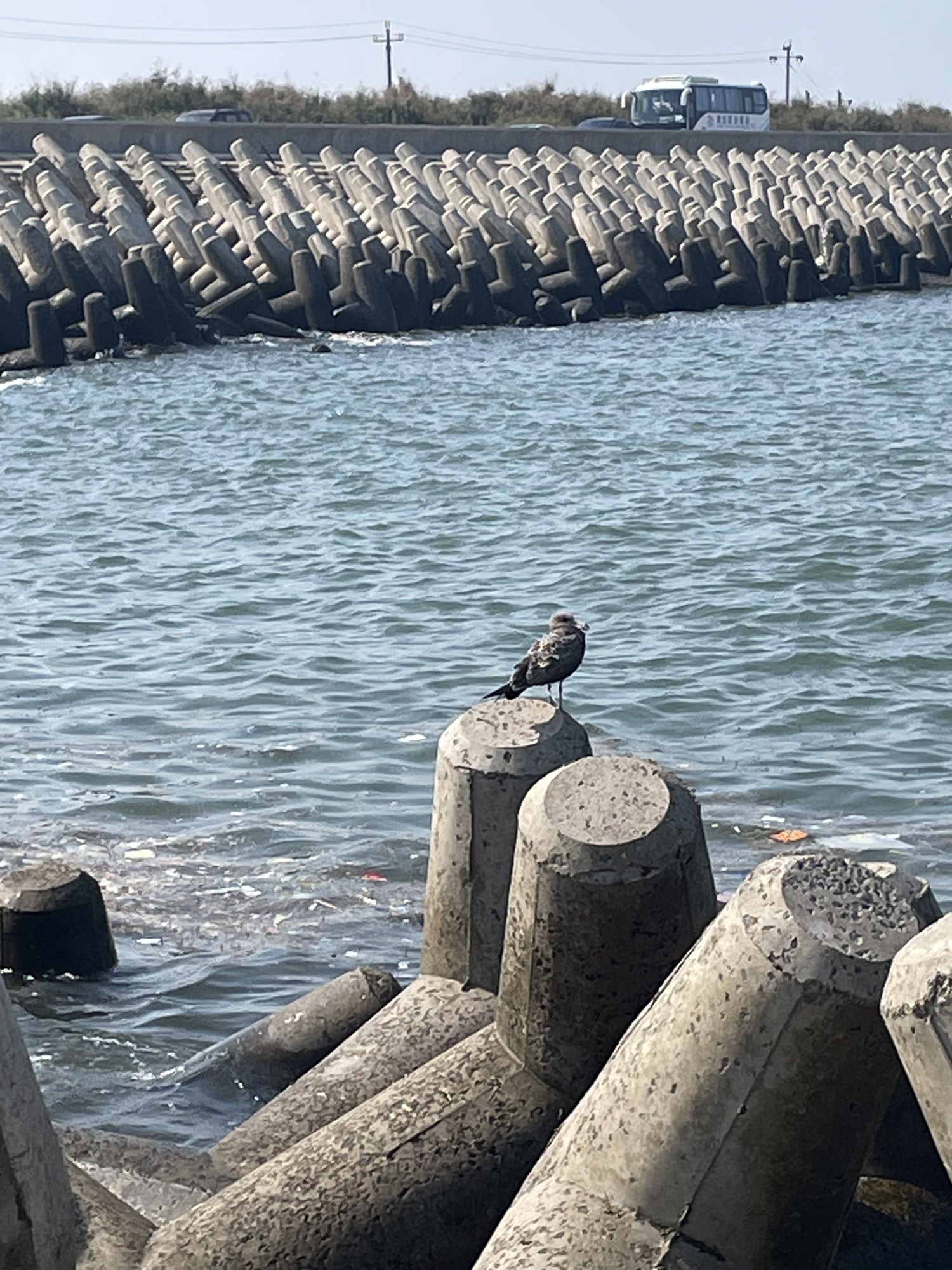 孤东油田安澜石旅行图片 3