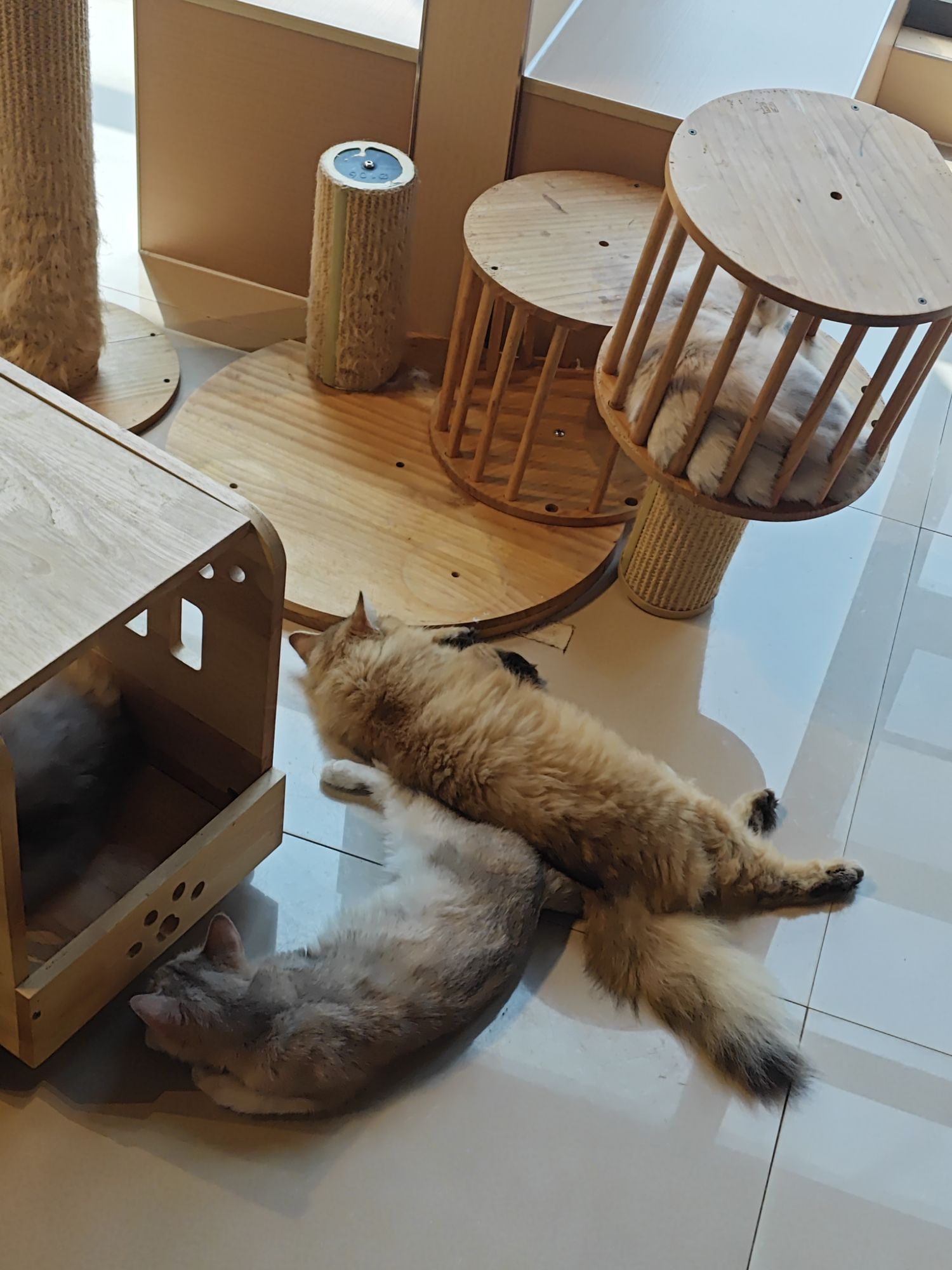 猫店猫匠(红谷滩万达店)