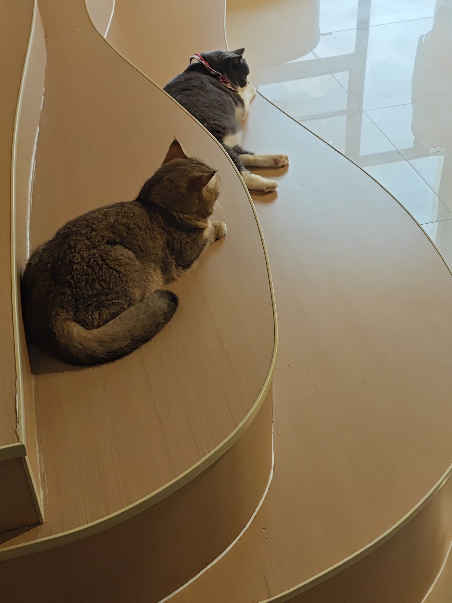 猫店猫匠(红谷滩万达店)