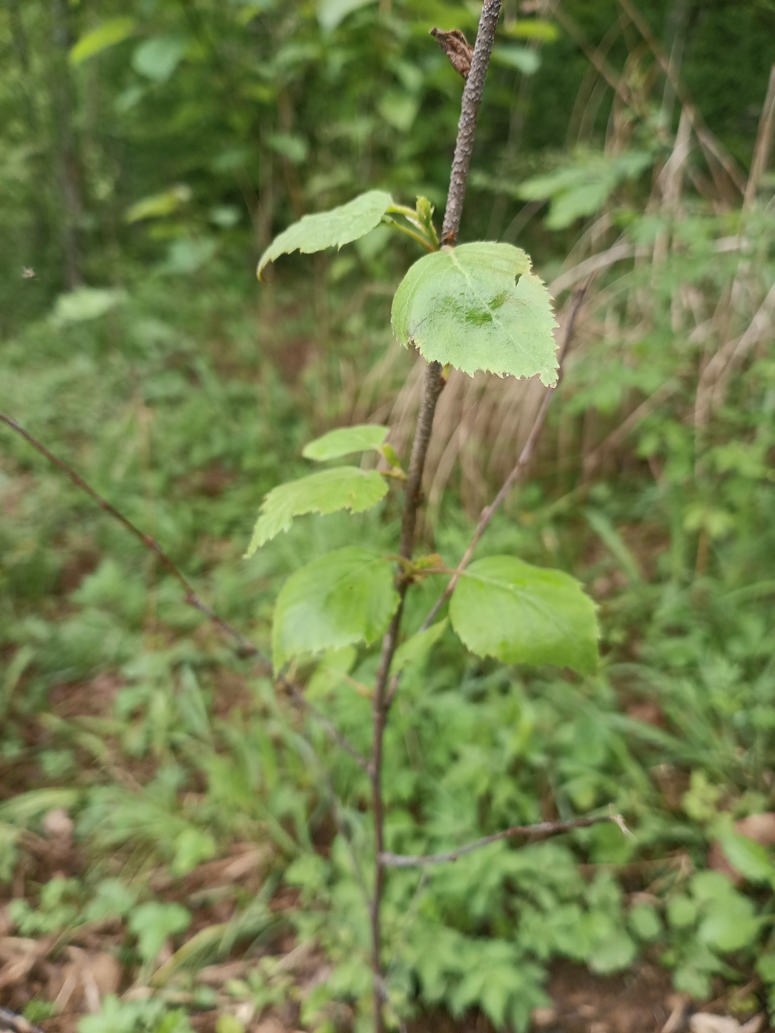 白桦林植物园