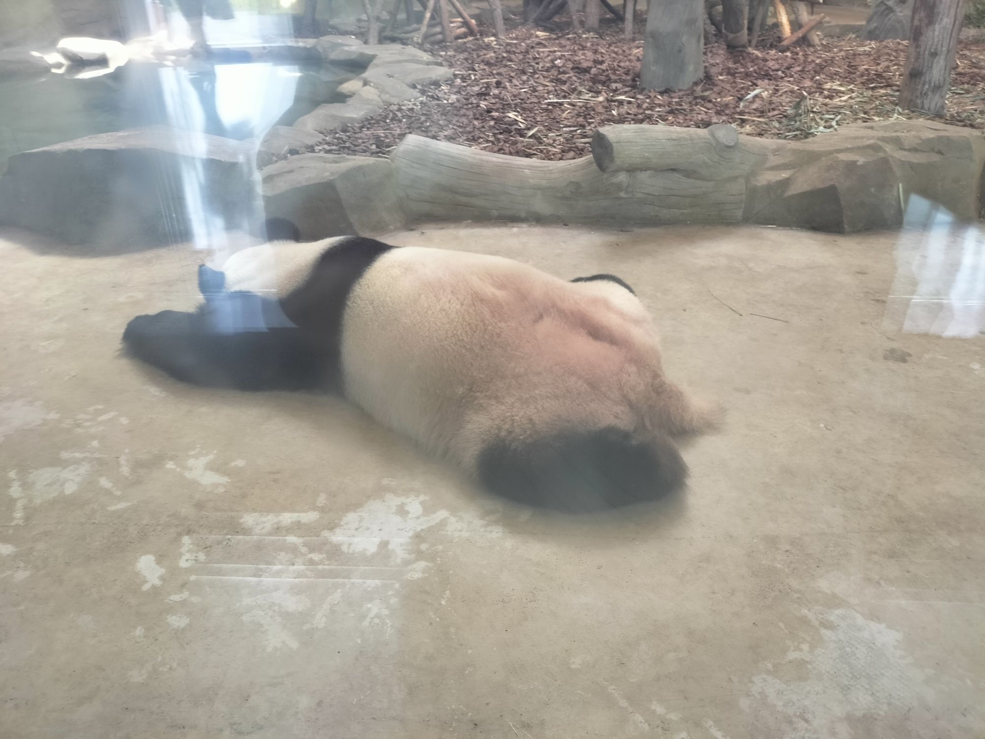 熊猫公园旅行图片 3