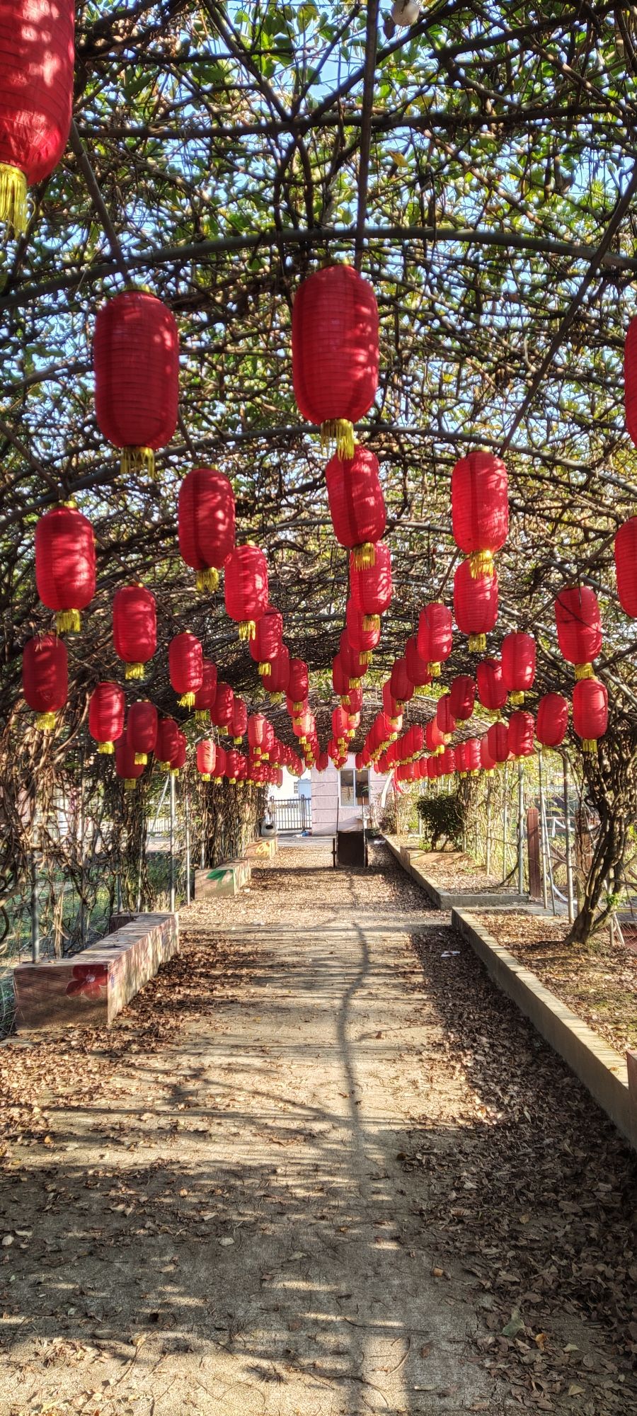 阿鲤廊景区旅行图片 1