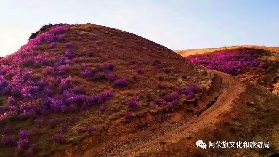 阿荣旗章塔尔南山旅行图片 3