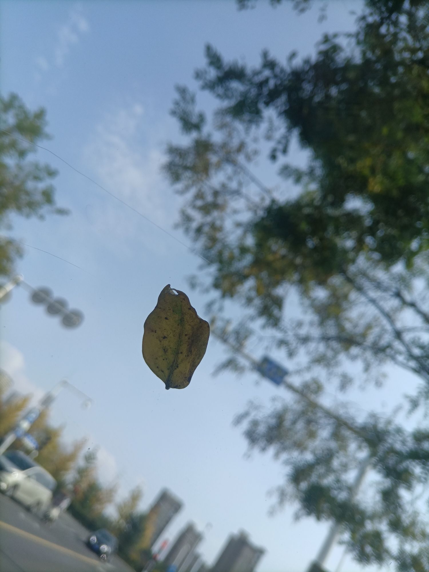 即墨古城西门广场旅行图片 1