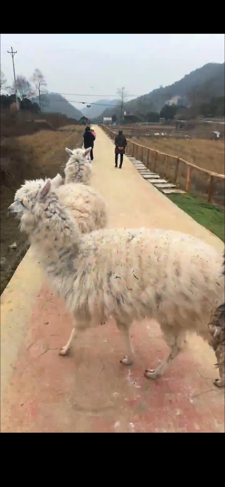 花海动物乐园旅行图片 2