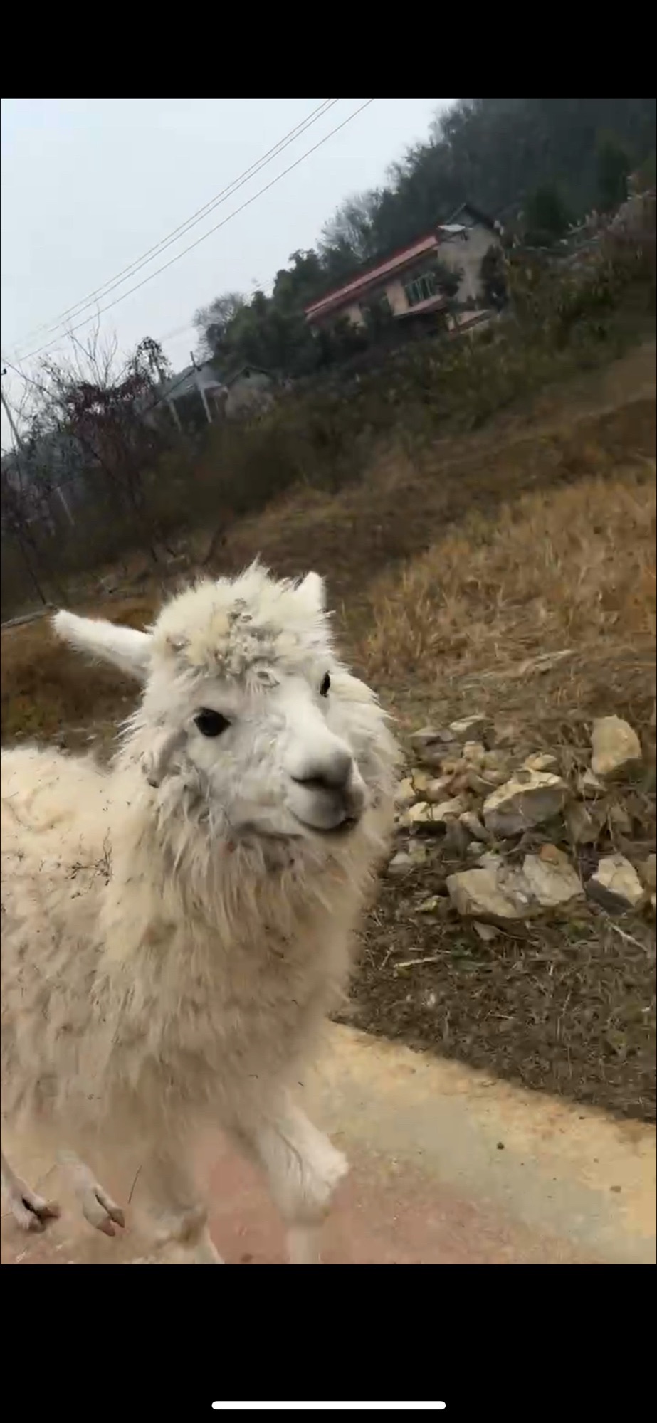 花海动物乐园旅行图片 1