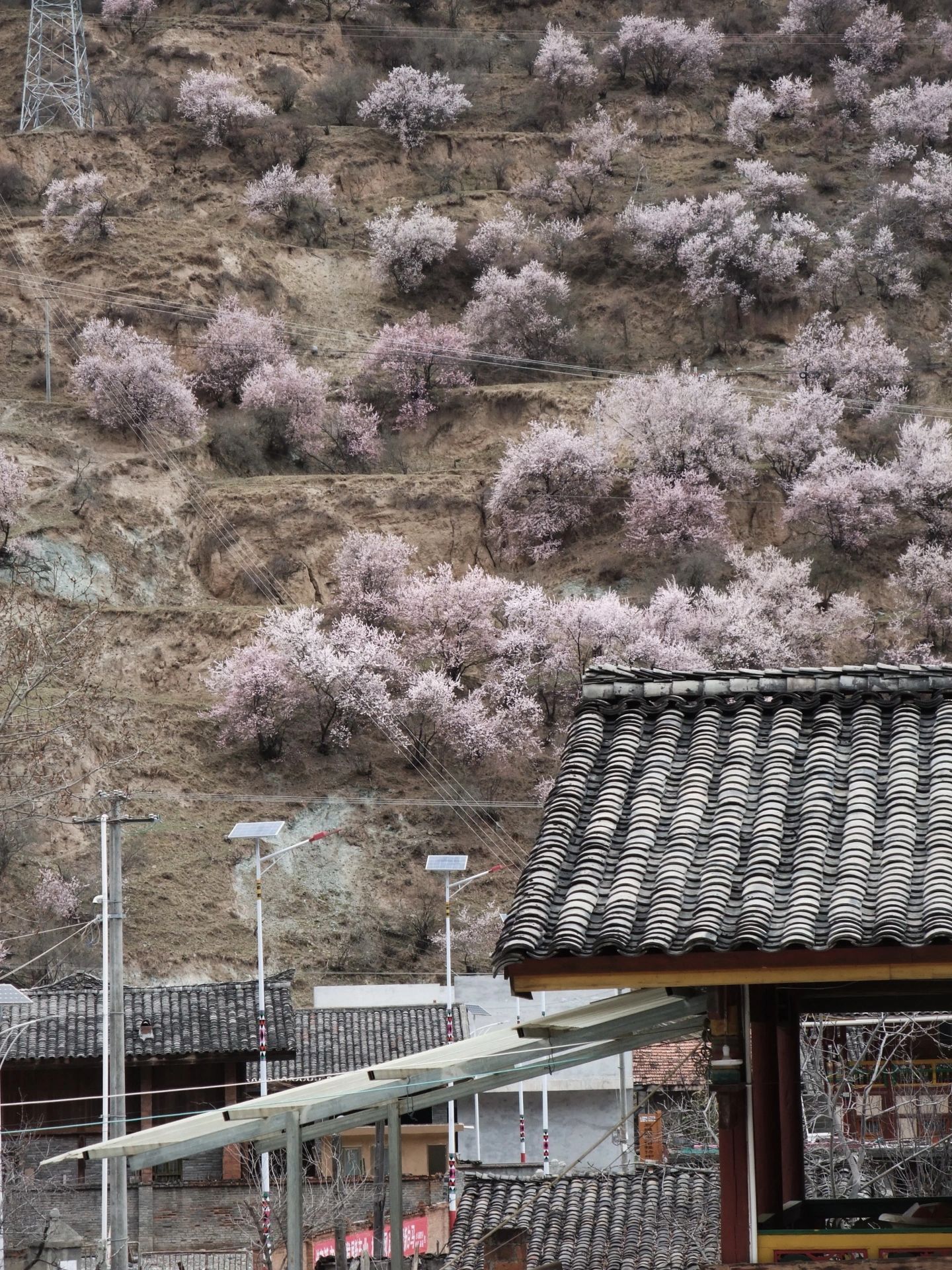 白马藏族乡旅游区旅行图片 1