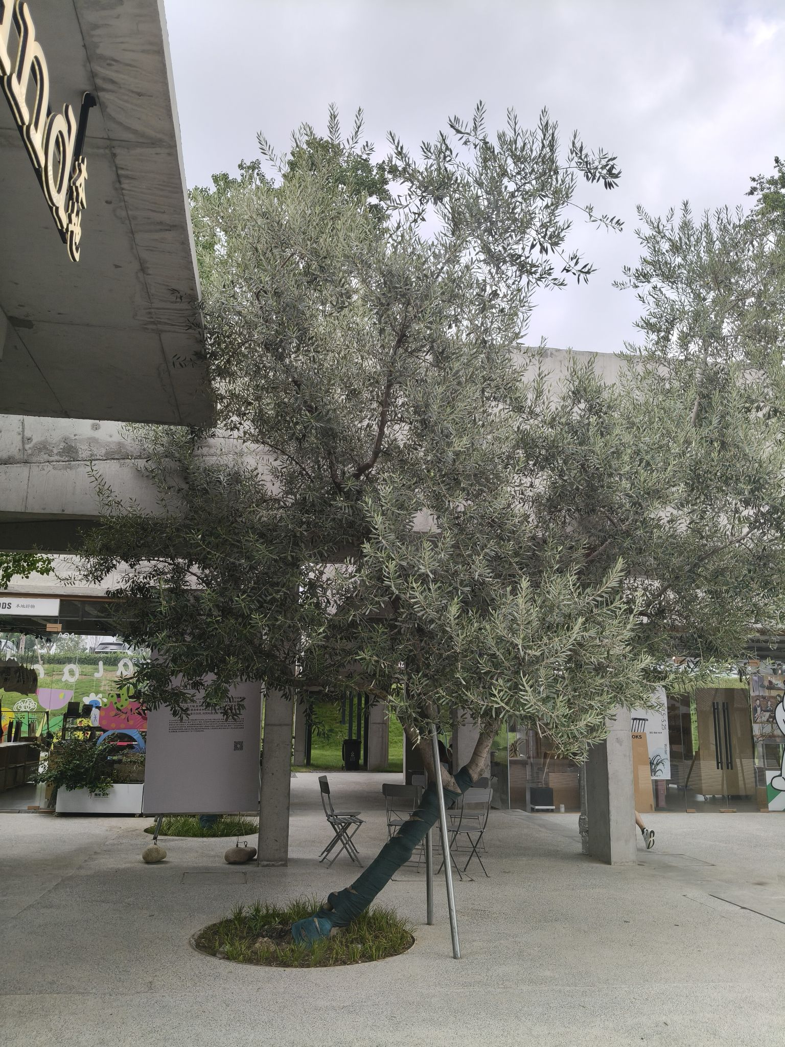 魏坡·新序旅行图片 1