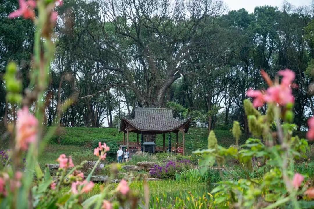 钓源十里芳菲旅行图片 2