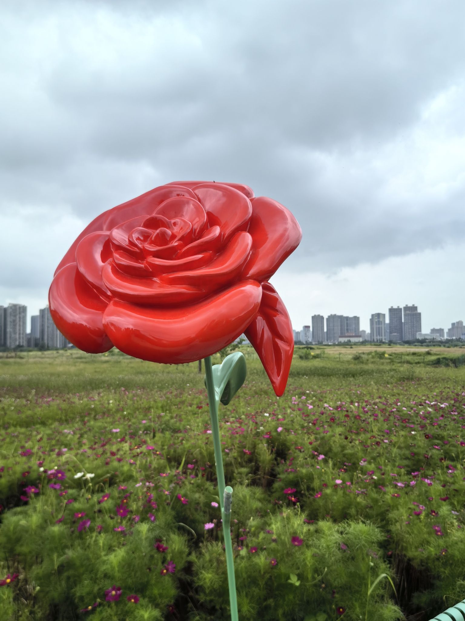 汉江湾桥花田花海旅行图片 2