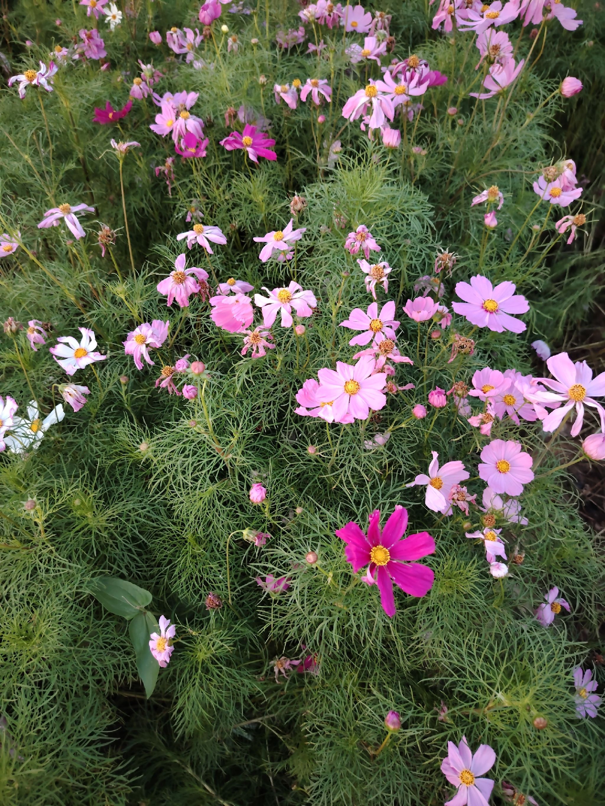 汉江湾桥花田花海旅行图片 1