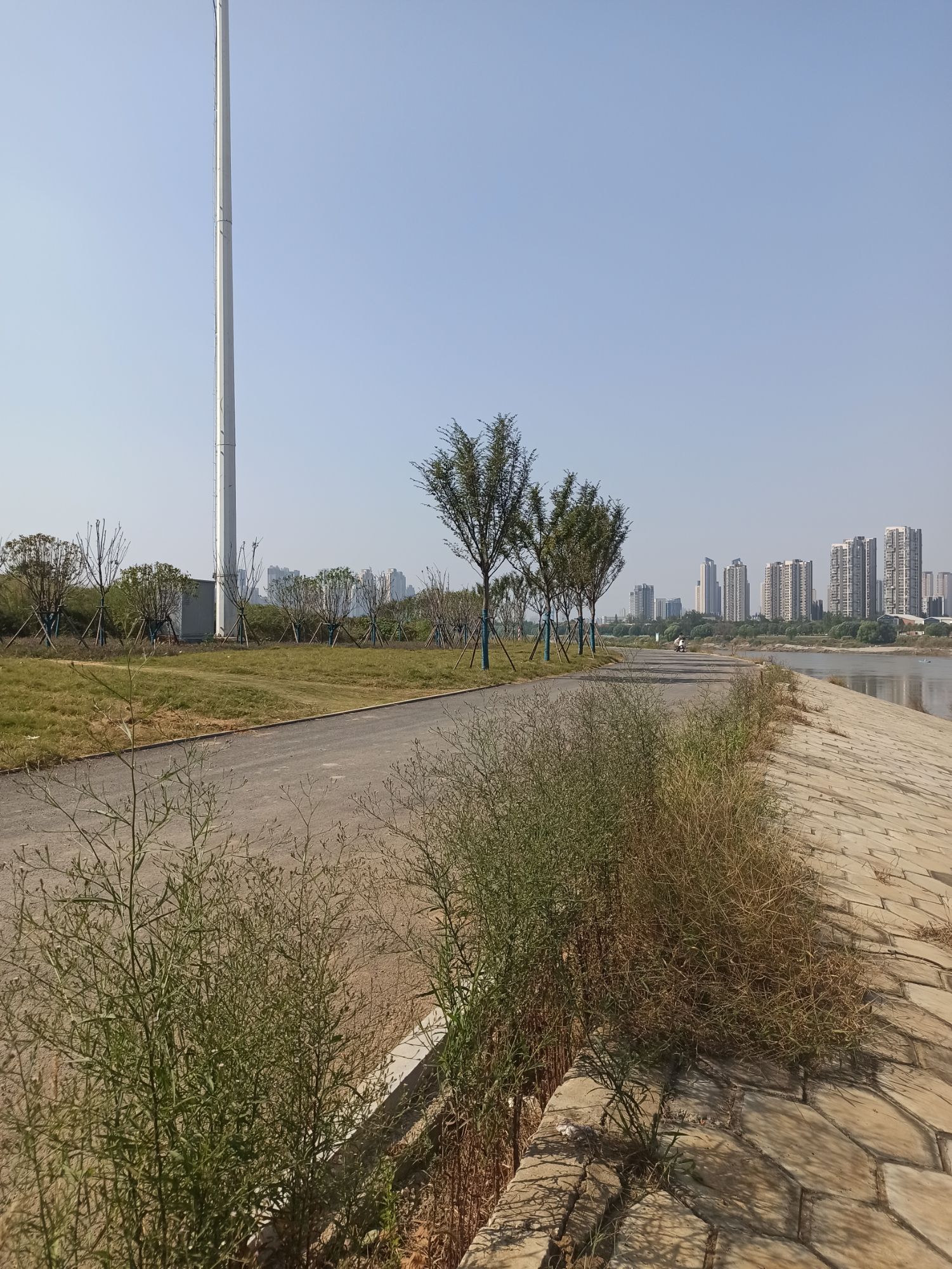 汉江湾桥花田花海旅行图片 2