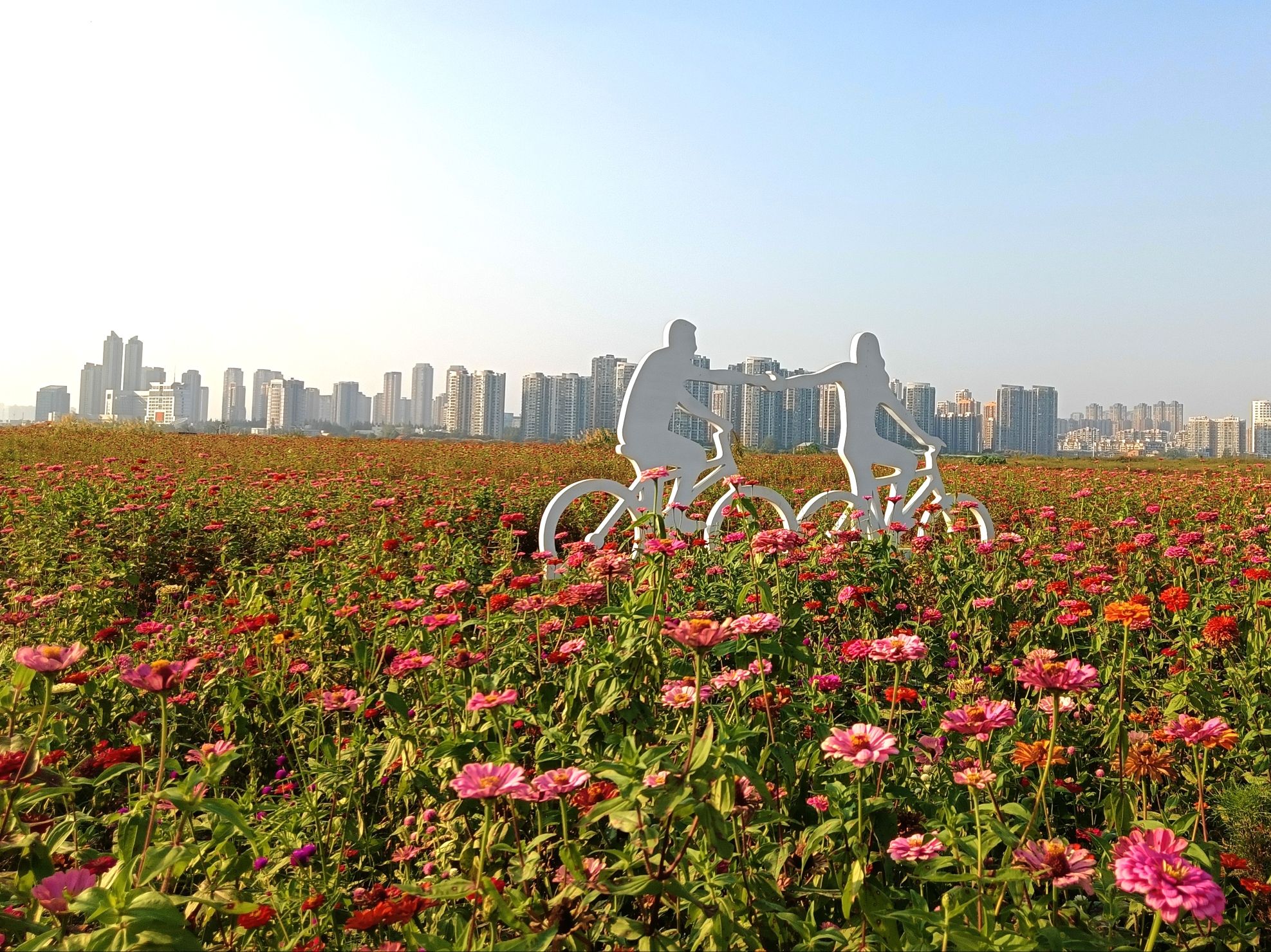 汉江湾桥花田花海旅行图片 1