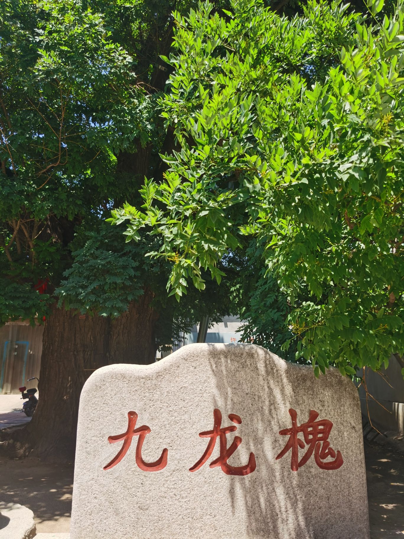 九龙槐旅行图片
