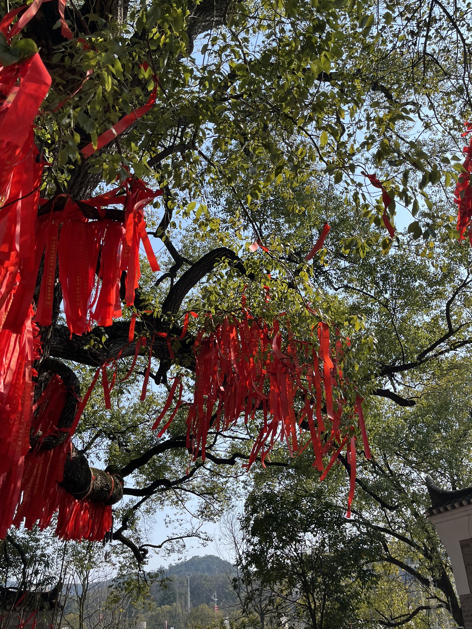 未苏湾旅行图片 2