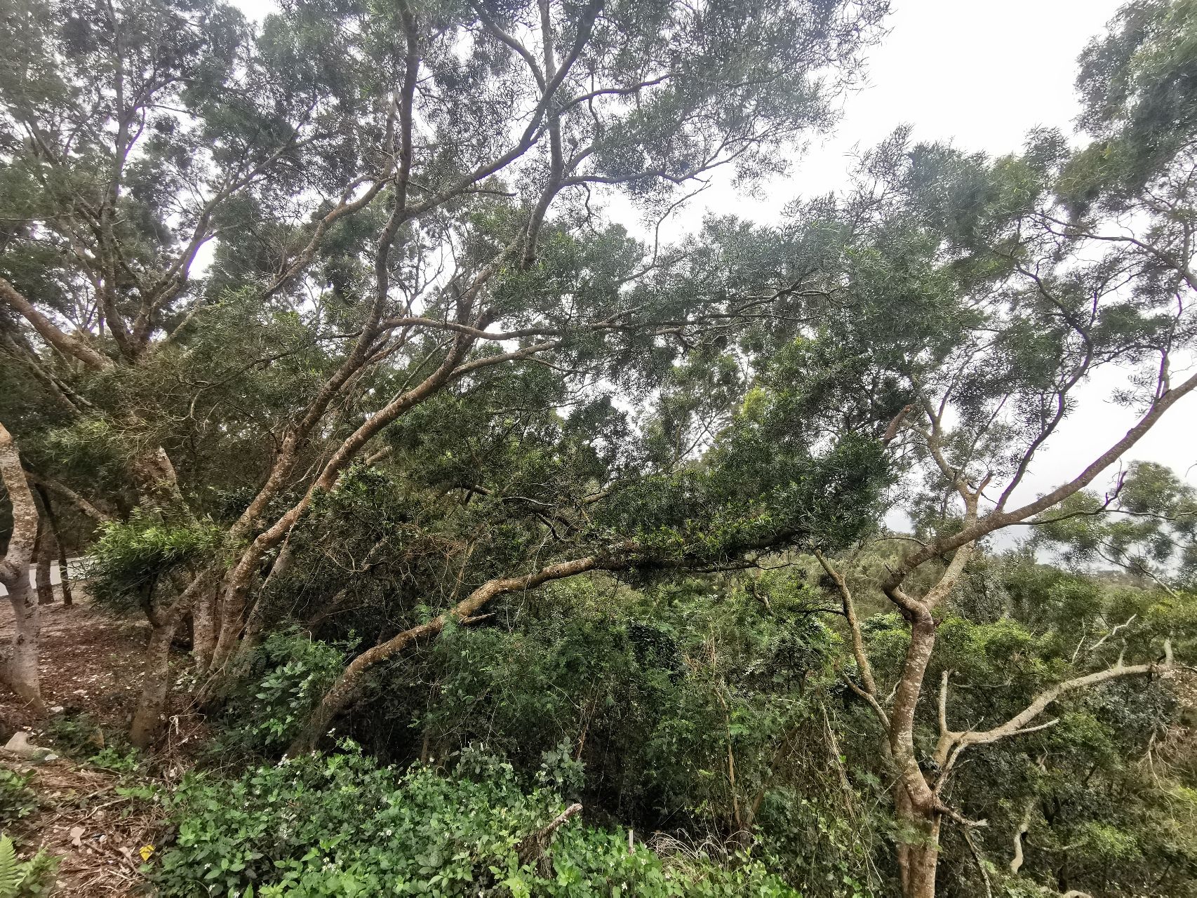 冠头岭观海点旅行图片 2