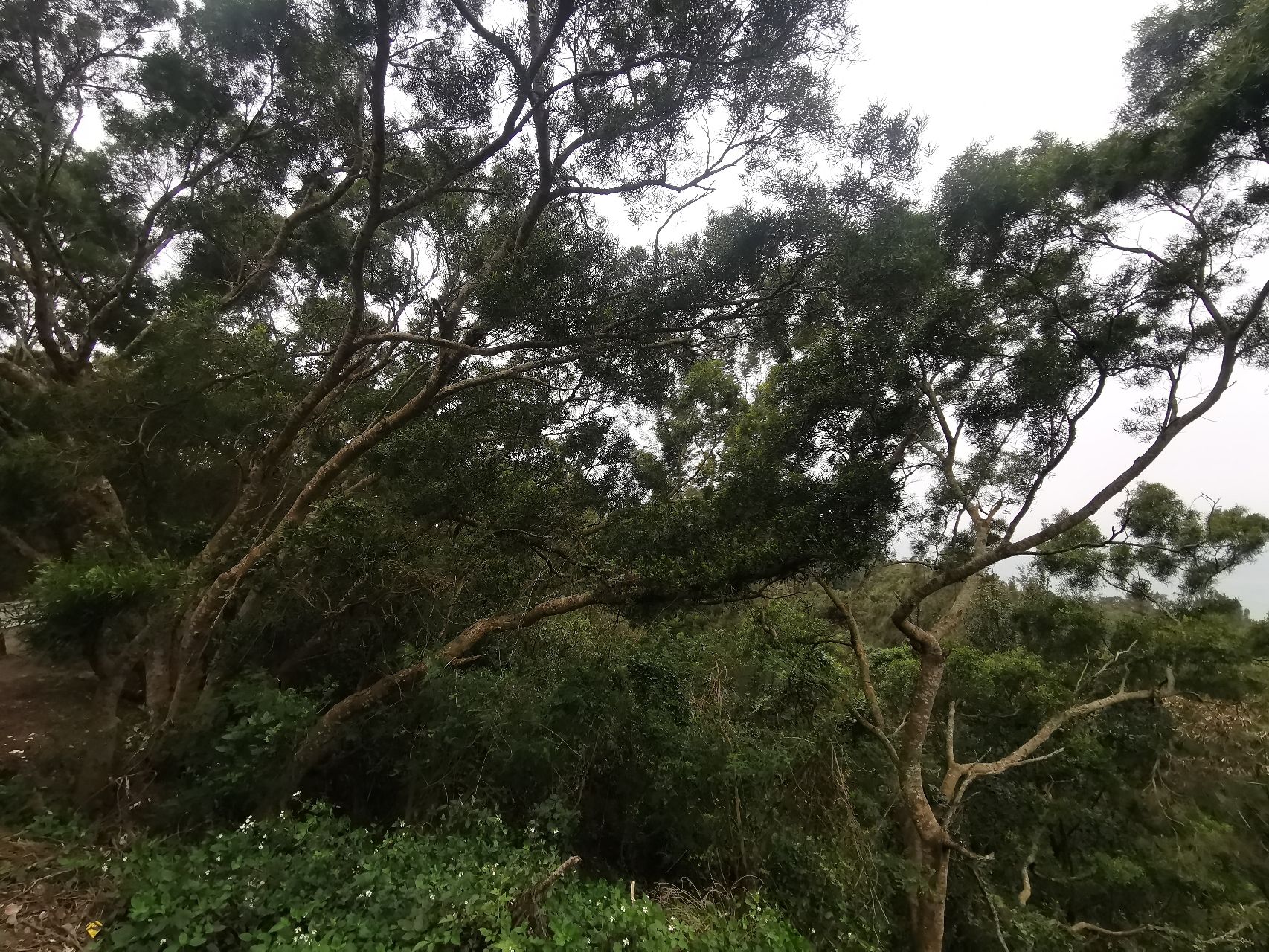冠头岭观海点旅行图片 1