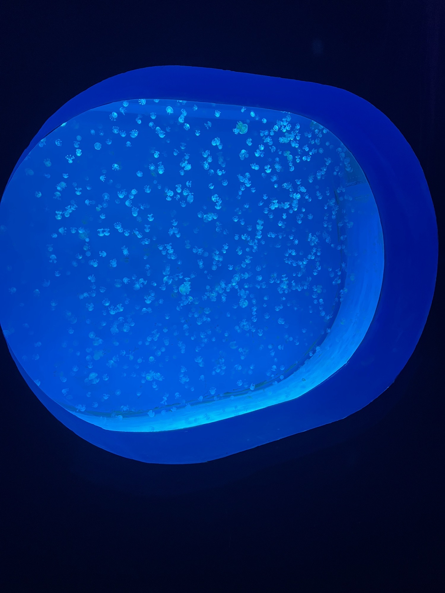 商丘圣嘉极地海洋世界旅行图片 2