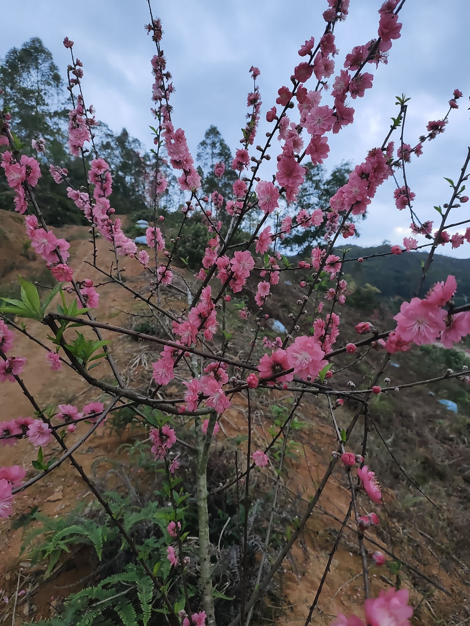 云浮市新兴县新城区庞村农场