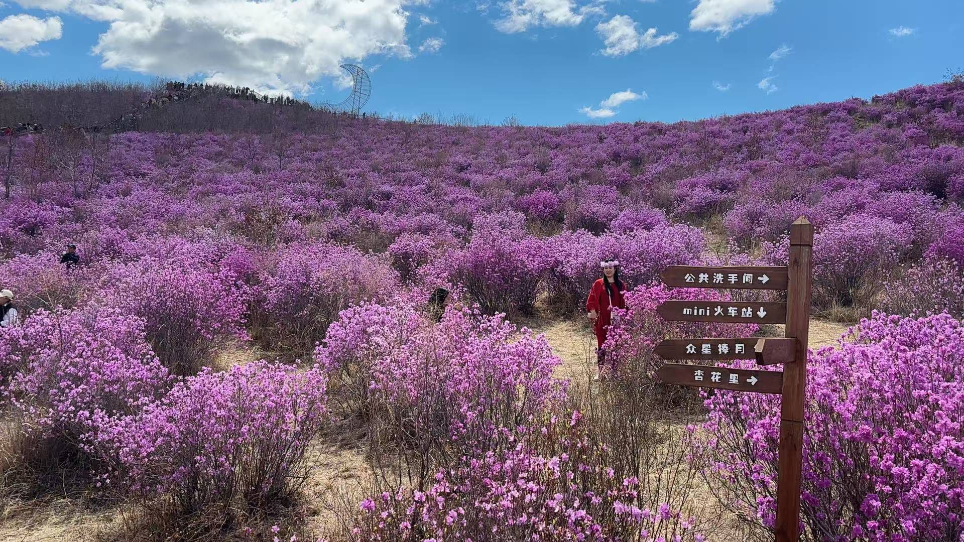 翠屏山杜鹃坡旅行图片 3